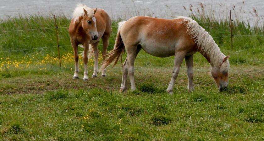 Haflingerzucht Rügen / Ummanz
