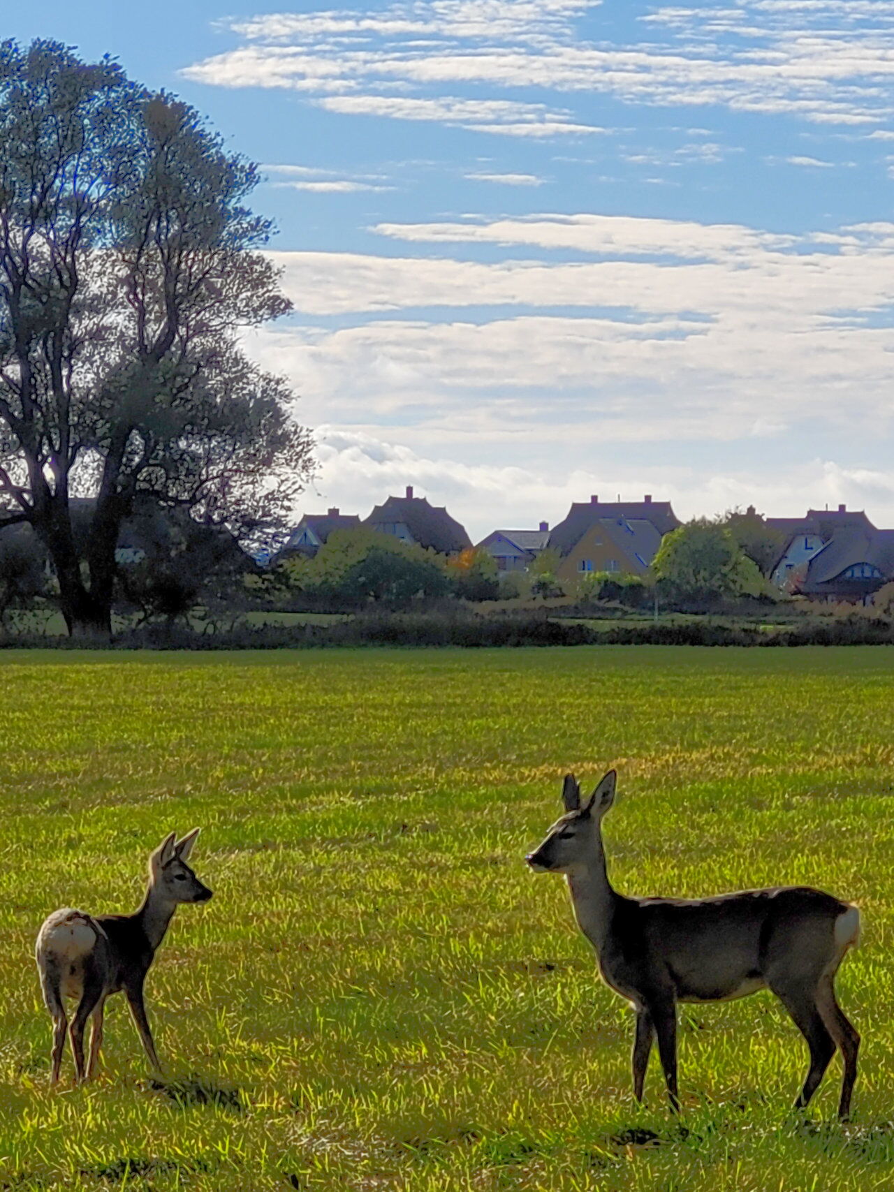 Reetdachhaus Laurin in Dranske